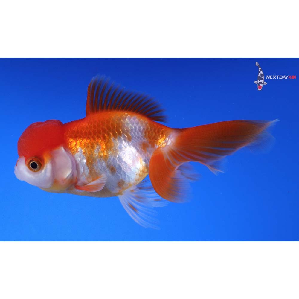4” Imported Red and White Oranda