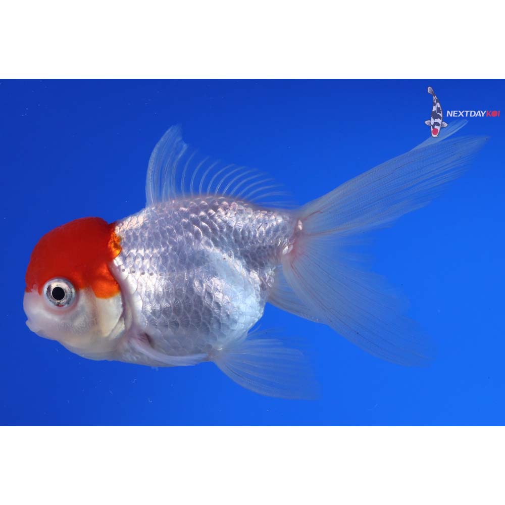 4” Imported Redcap Oranda