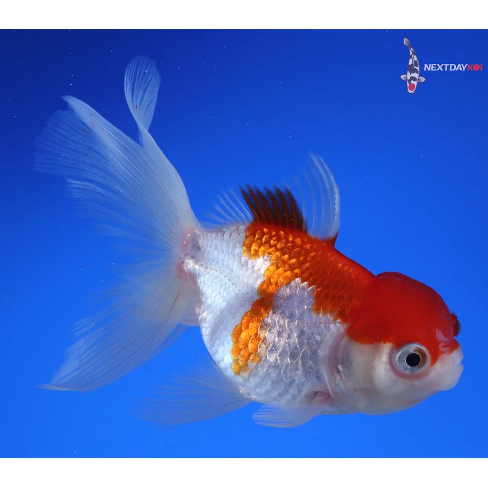 4” Imported Red and White Oranda