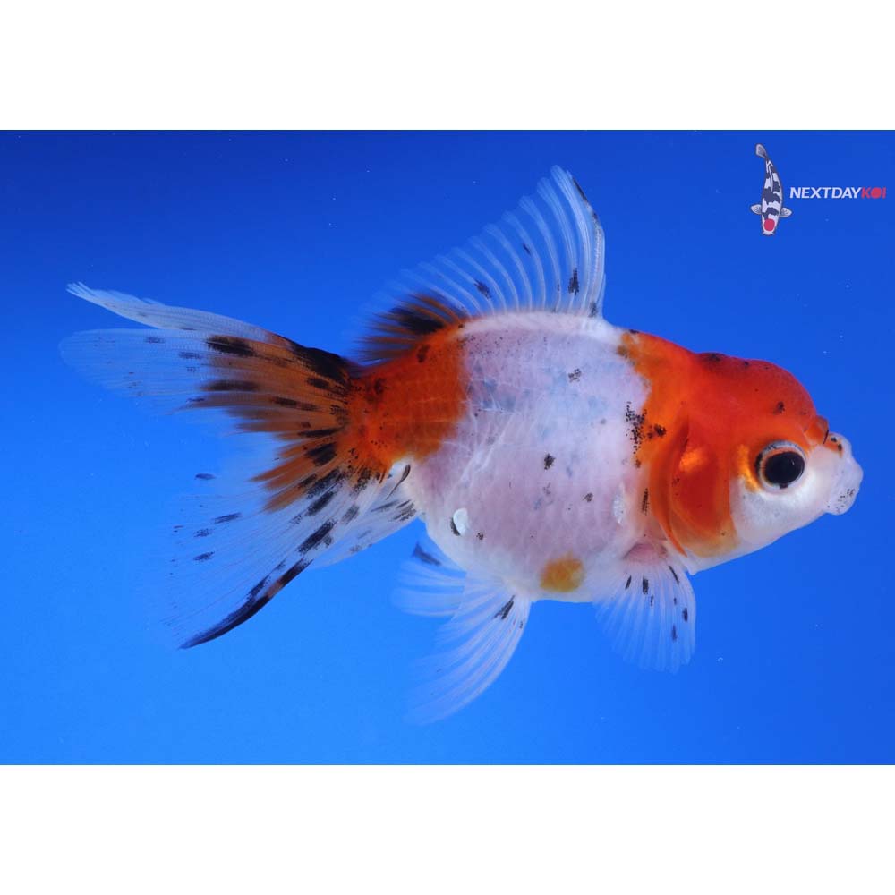 4” Imported Calico Oranda