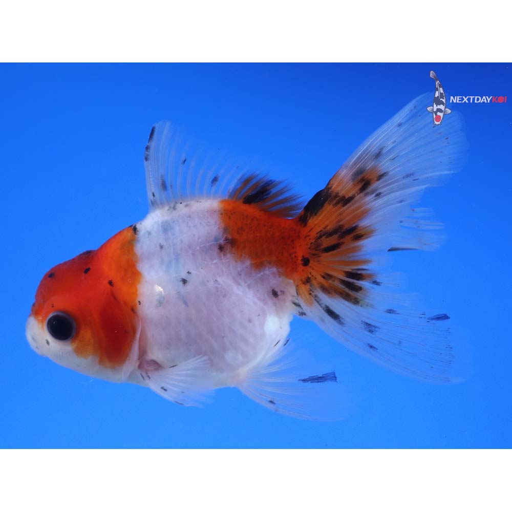 4” Imported Calico Oranda