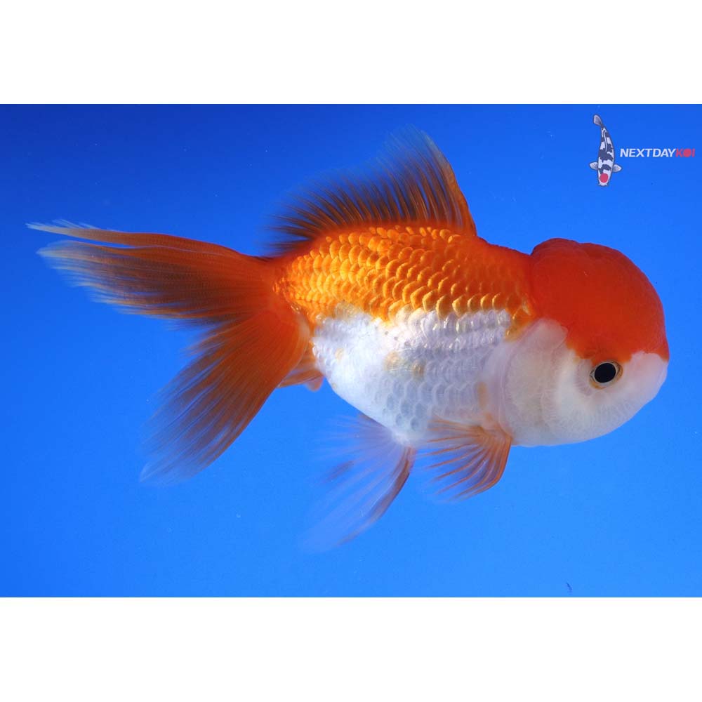 4” Imported Red and White Oranda