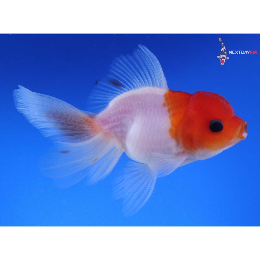 4.5” Imported Red and White Oranda
