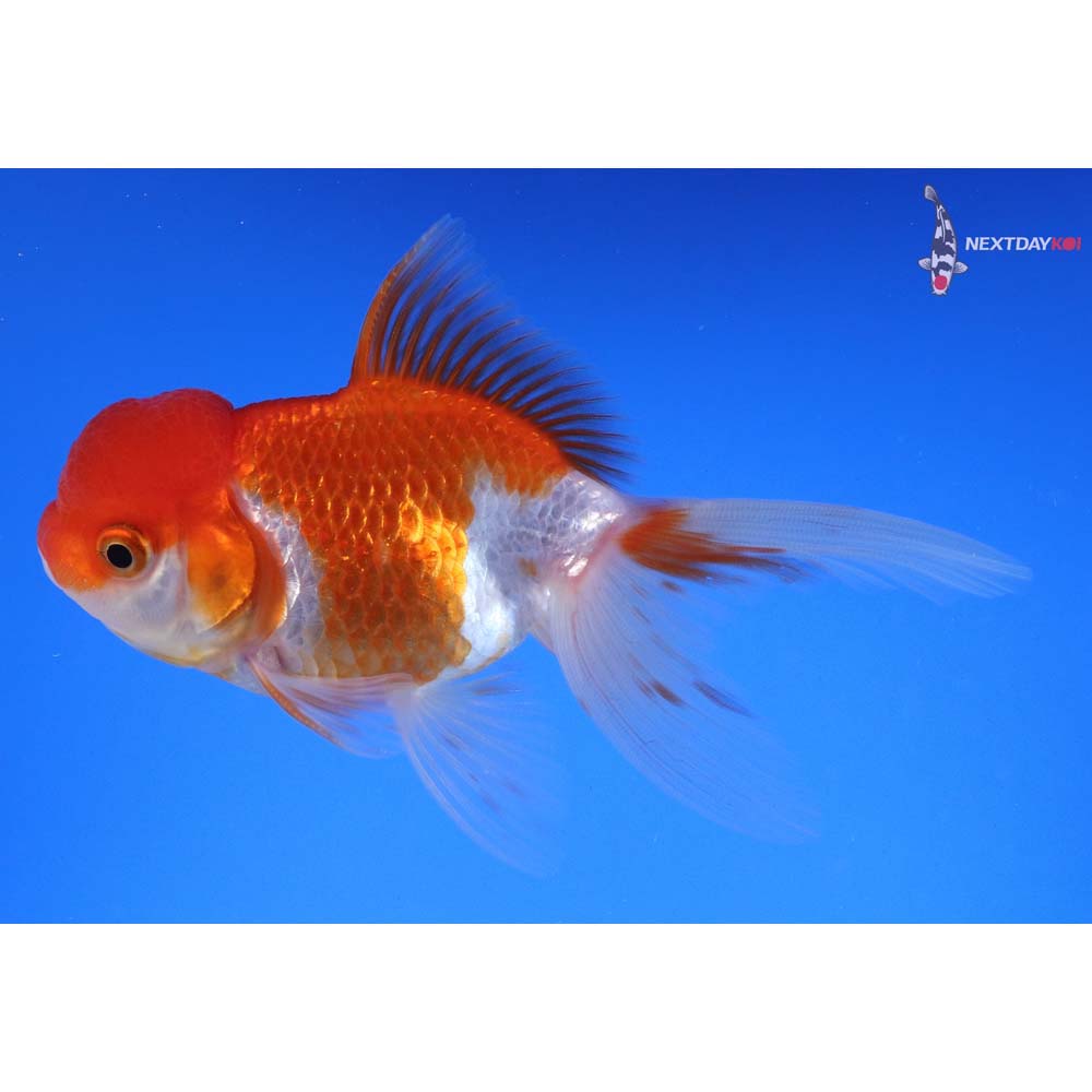 4.5” Imported Red and White Oranda