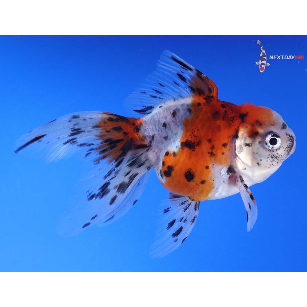 4.5” Imported Calico Oranda