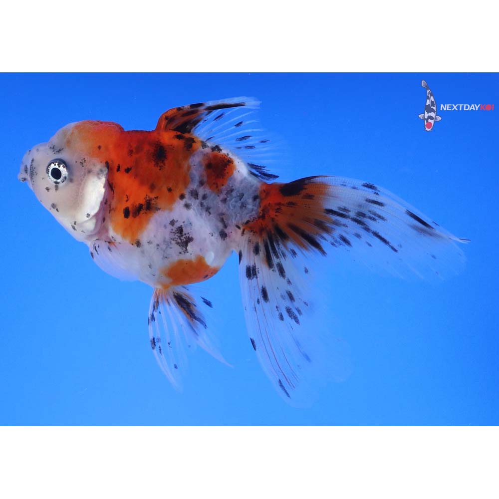 4.5” Imported Calico Oranda