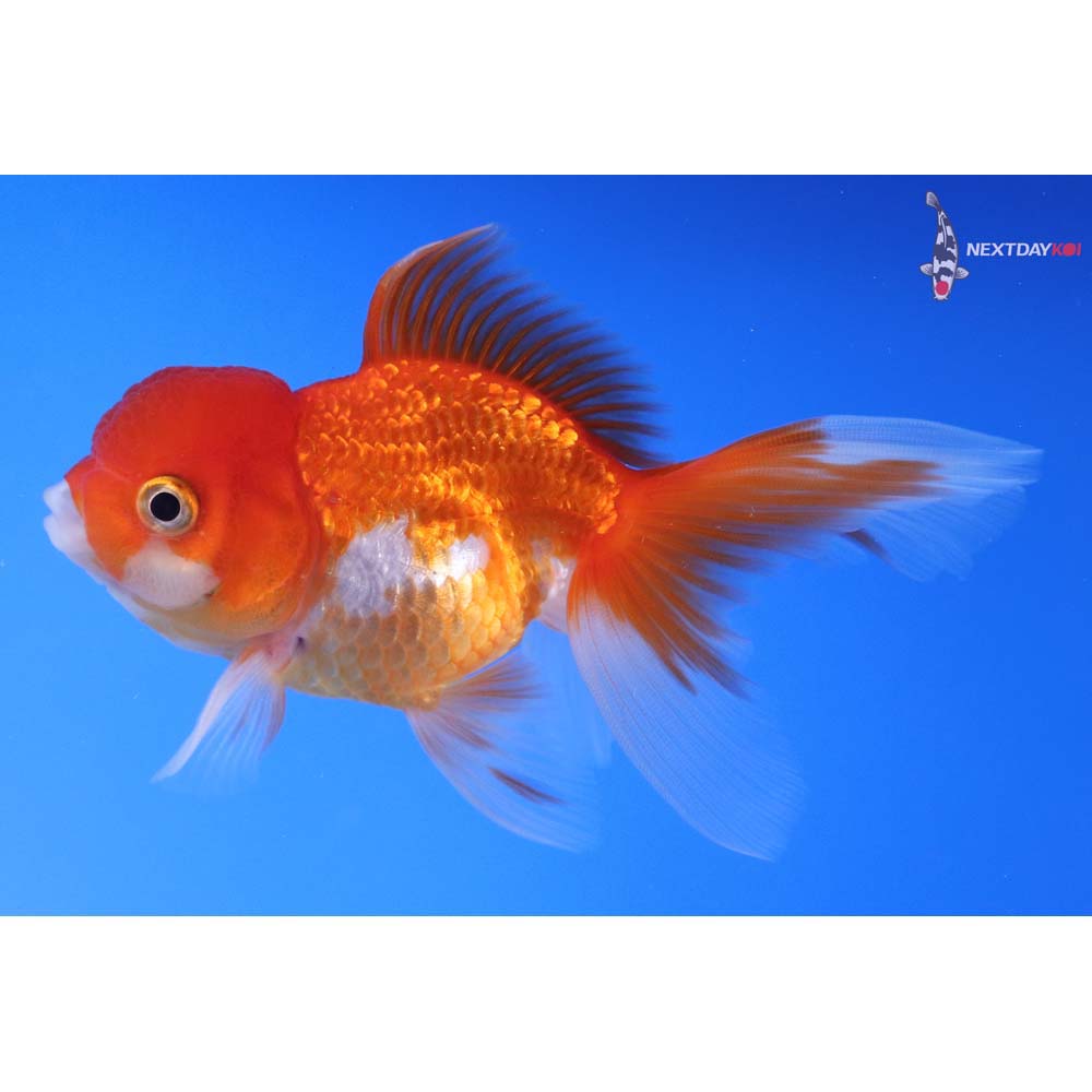 4” Imported Red and White Oranda