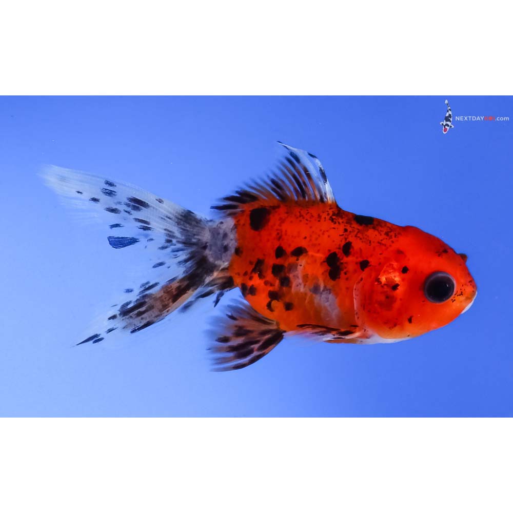 3” Imported Calico Oranda