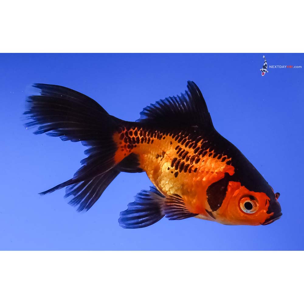 3.5” Imported Red and Black Fantail