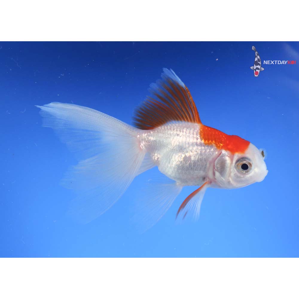 4” Imported Red and White Oranda