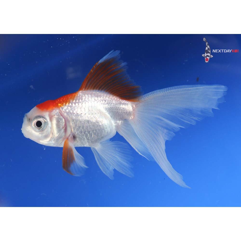 4” Imported Red and White Oranda