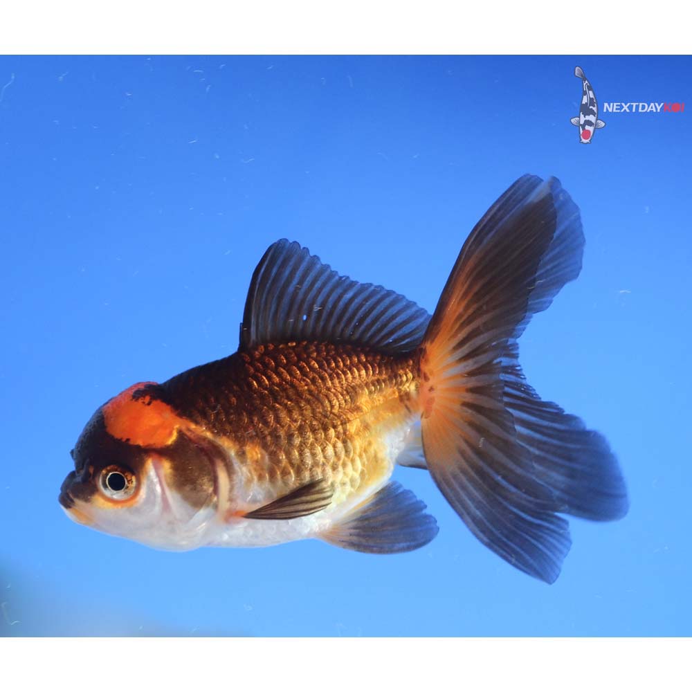 3.5” Imported Red and Black Oranda