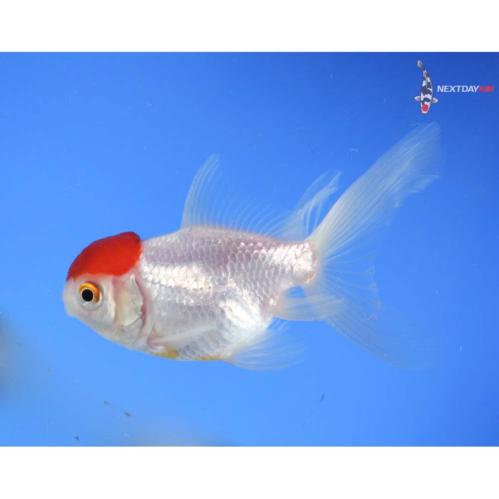 3.5” Imported Redcap Oranda
