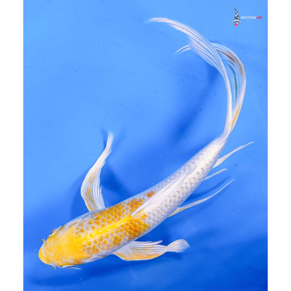 8.5” Imported Lemon Hariwake Butterfly Koi