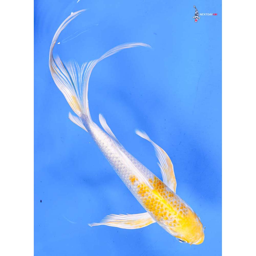 8.5” Imported Lemon Hariwake Butterfly Koi