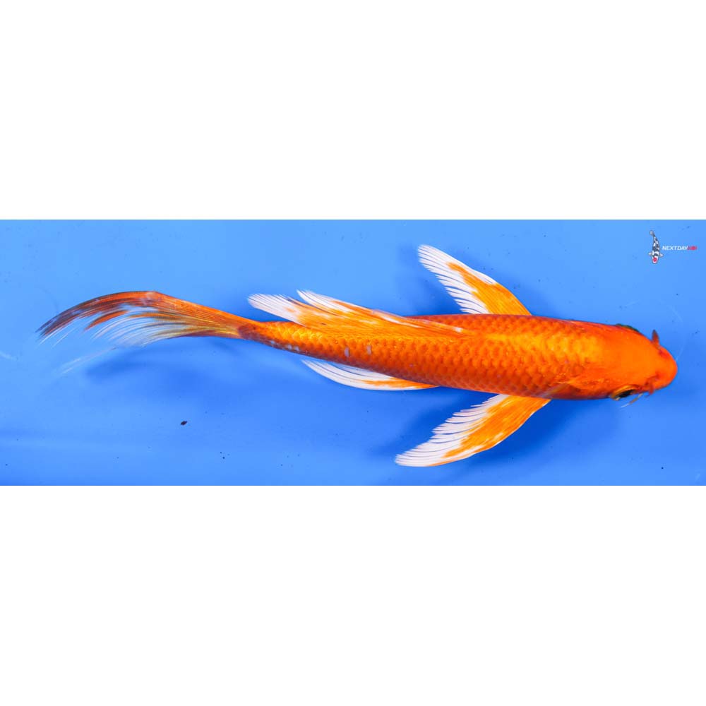 7.5” Imported Orenji Ogon Butterfly Koi