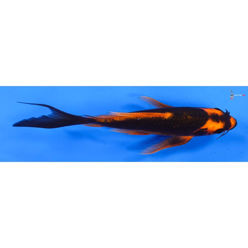 7.5” Imported Orenji Matsuba Butterfly Koi