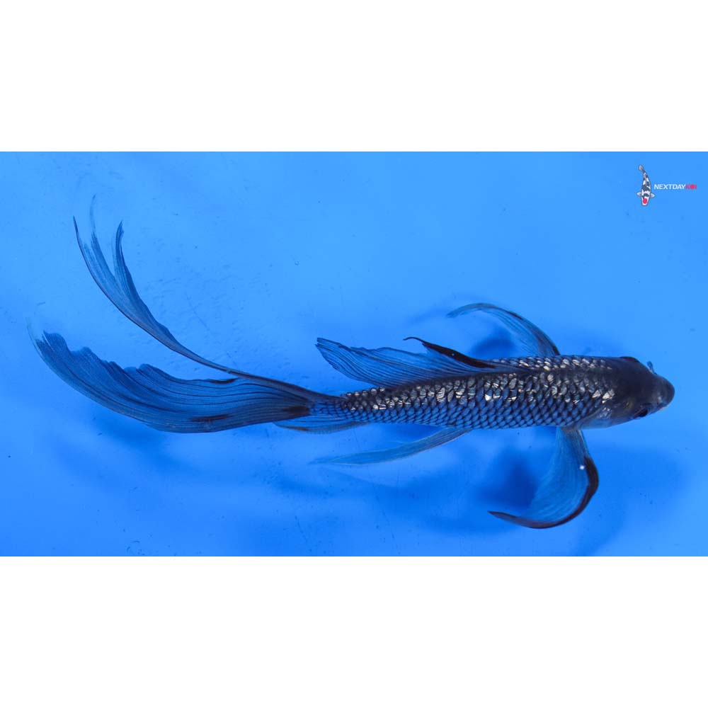 8.5” Imported Gin Rin Soragoi Butterfly Koi