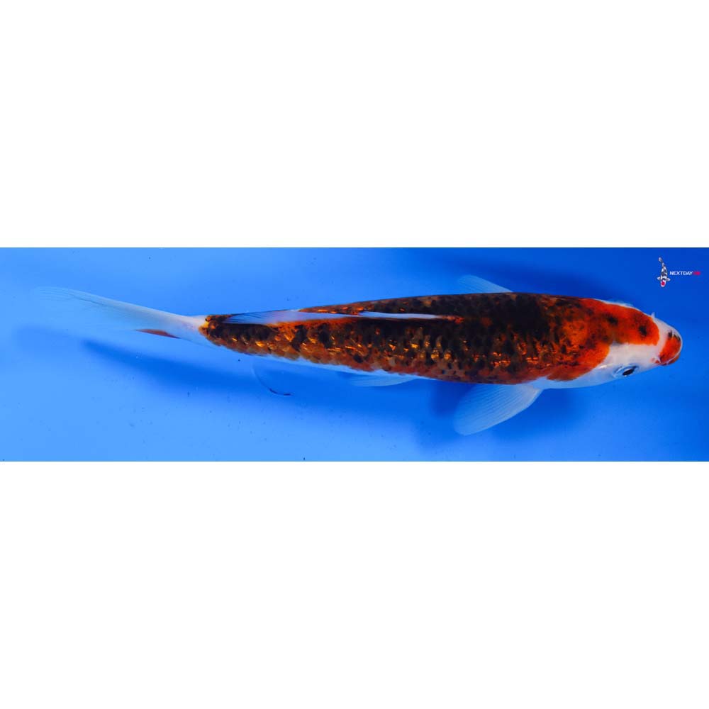 8.5” Imported Gin Rin Goromo