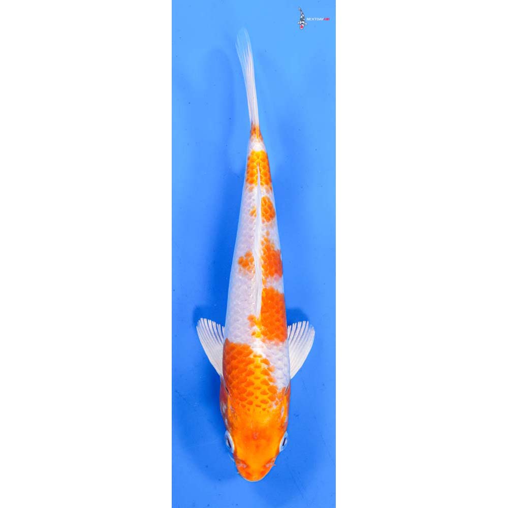 7.5” Imported Hariwake