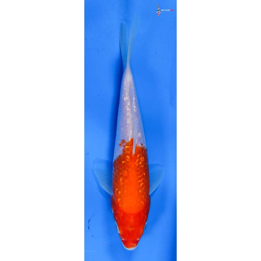 7” Imported Gin Rin Kohaku