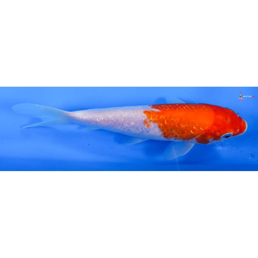 7” Imported Gin Rin Kohaku