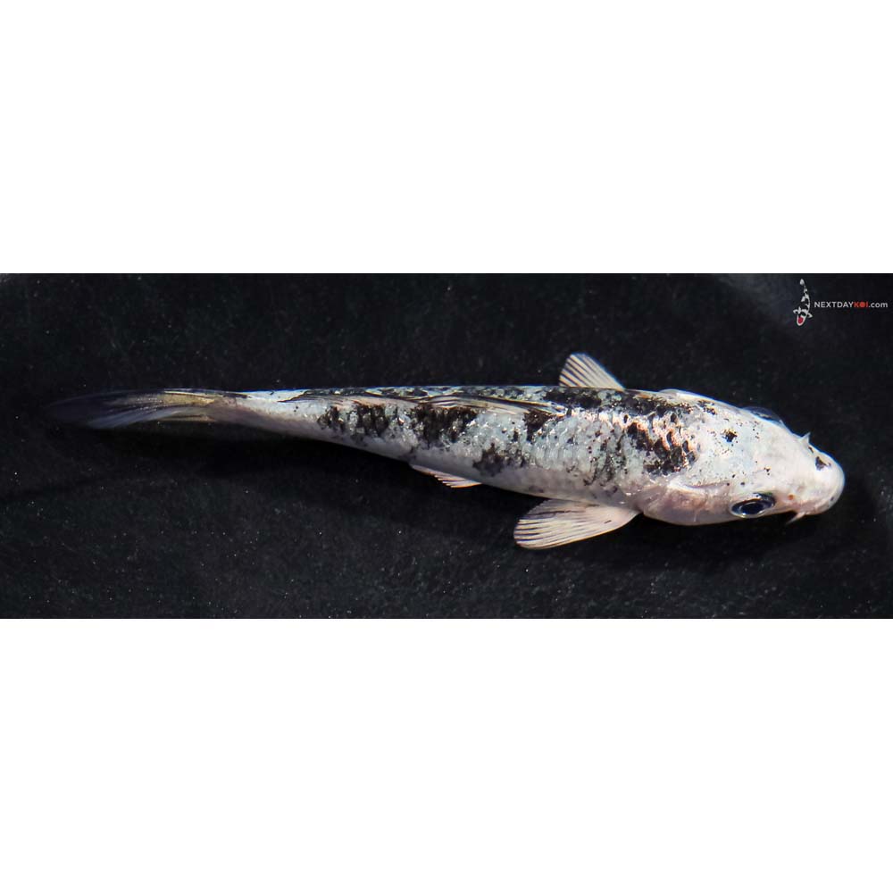 4” Imported Blue Gin Shiro Utsuri