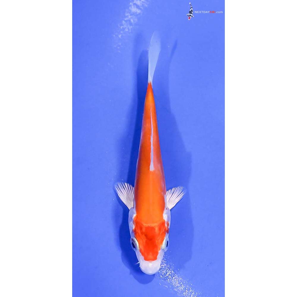 3.5” Imported Kikusui