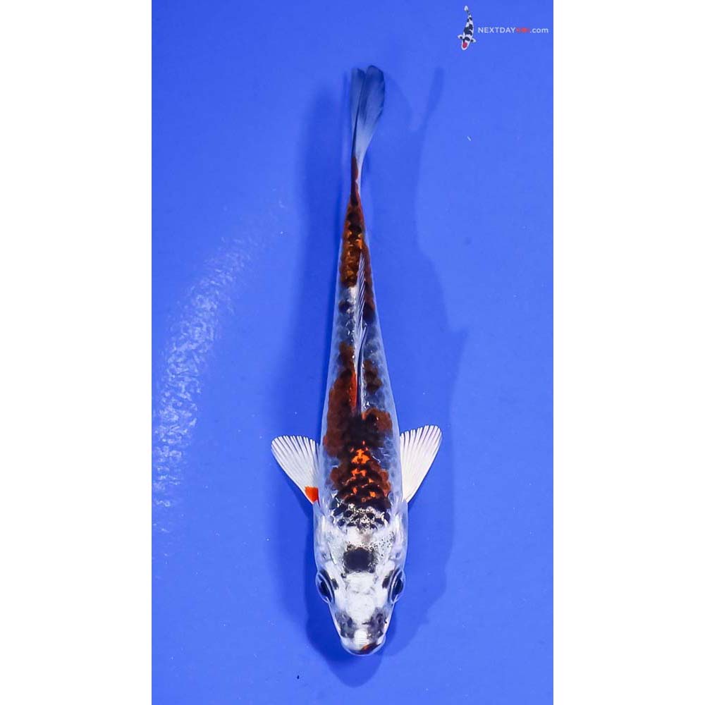4” Imported Kujaku