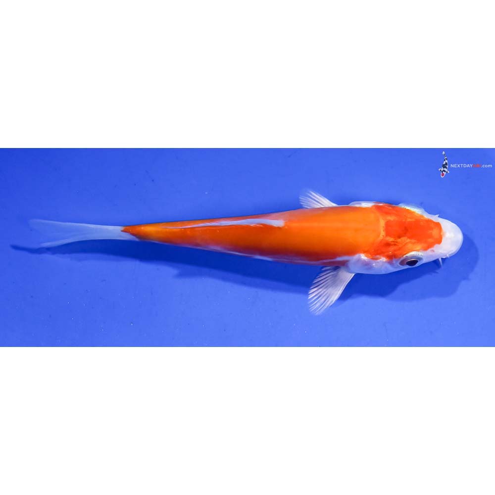 3.5” Imported Kikusui