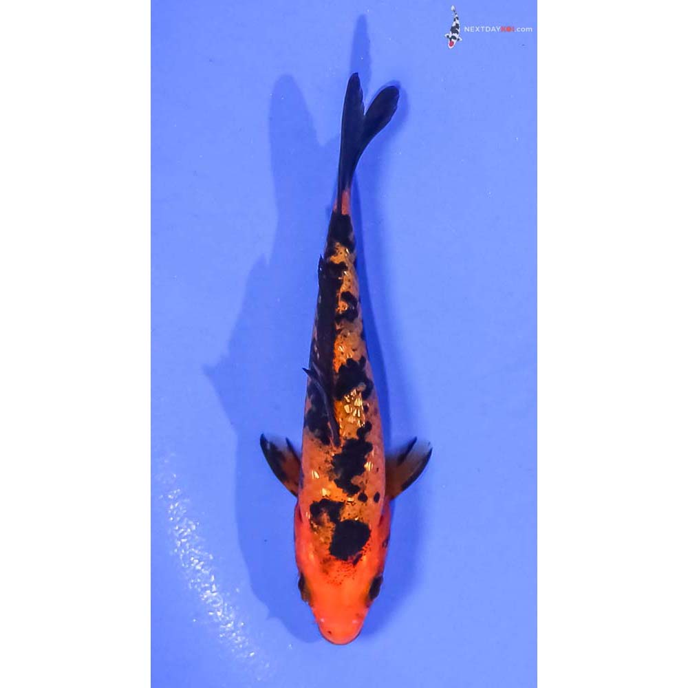 4” Imported Gin Rin Aka Bekko