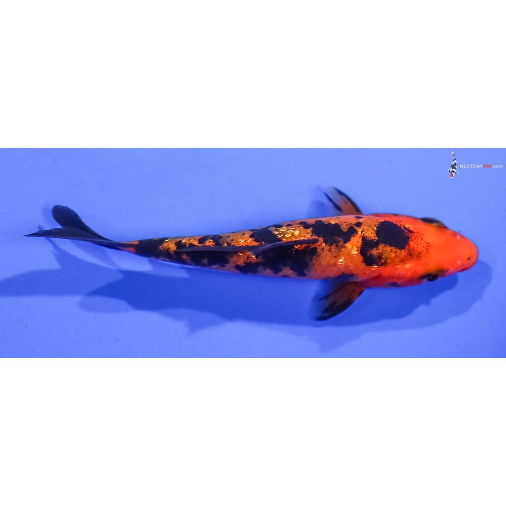 4” Imported Gin Rin Aka Bekko