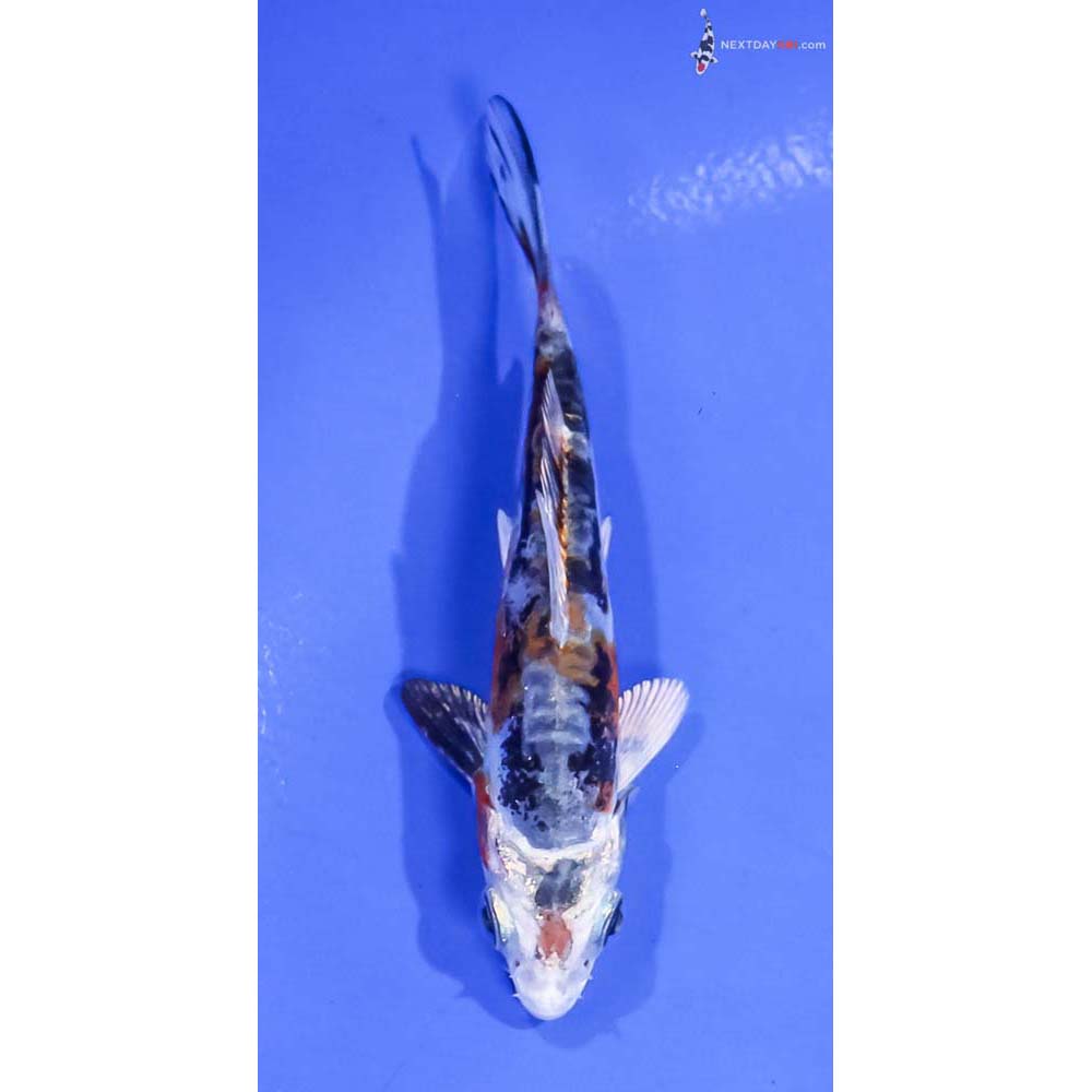 4” Imported Kin Kikokuryu