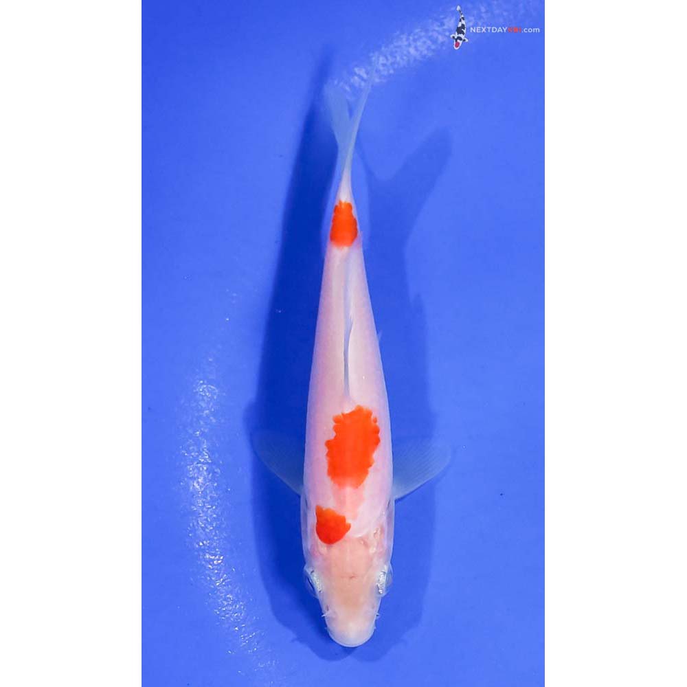 4.5” Imported Kohaku