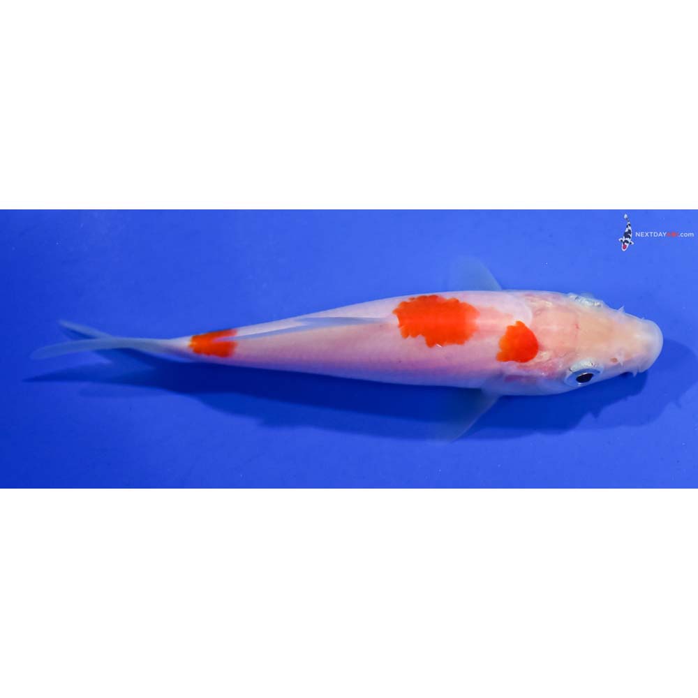 4.5” Imported Kohaku