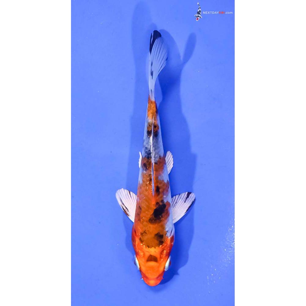 4.5” Imported Yamato Nishiki