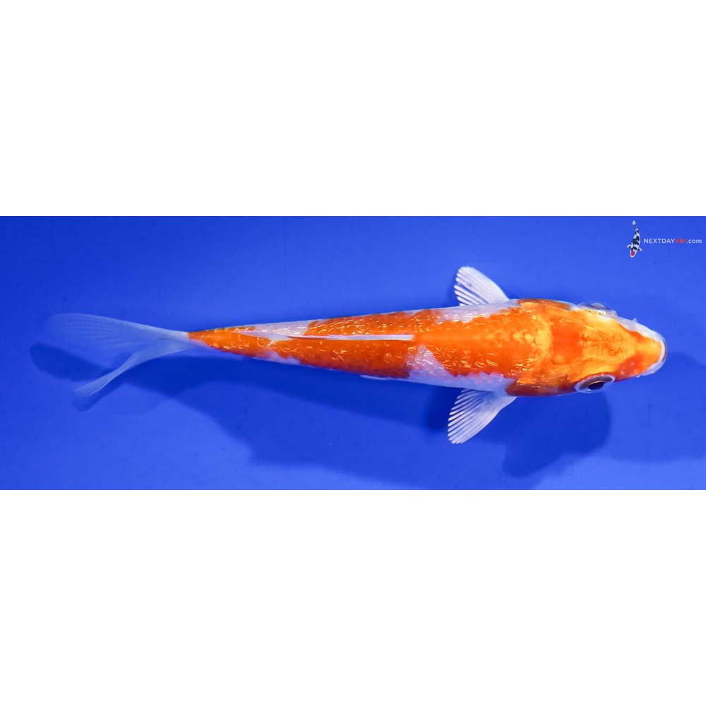 3.5” Imported Gin Rin Hariwake