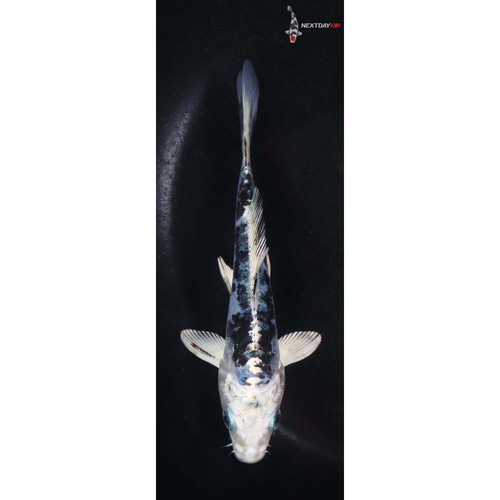 5” Imported Doitsu Gin Shiro Bekko