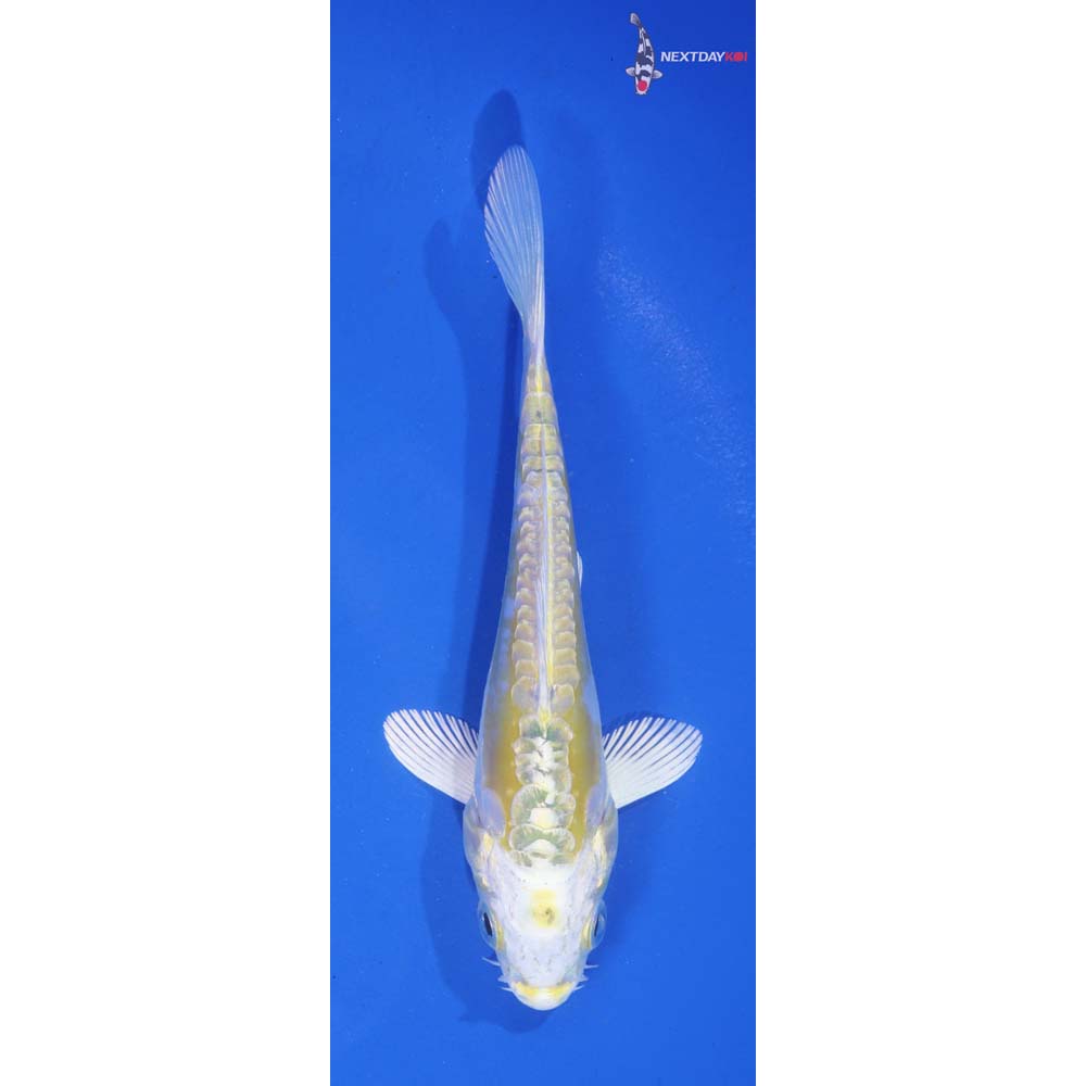5” Imported Doitsu Lemon Hariwake