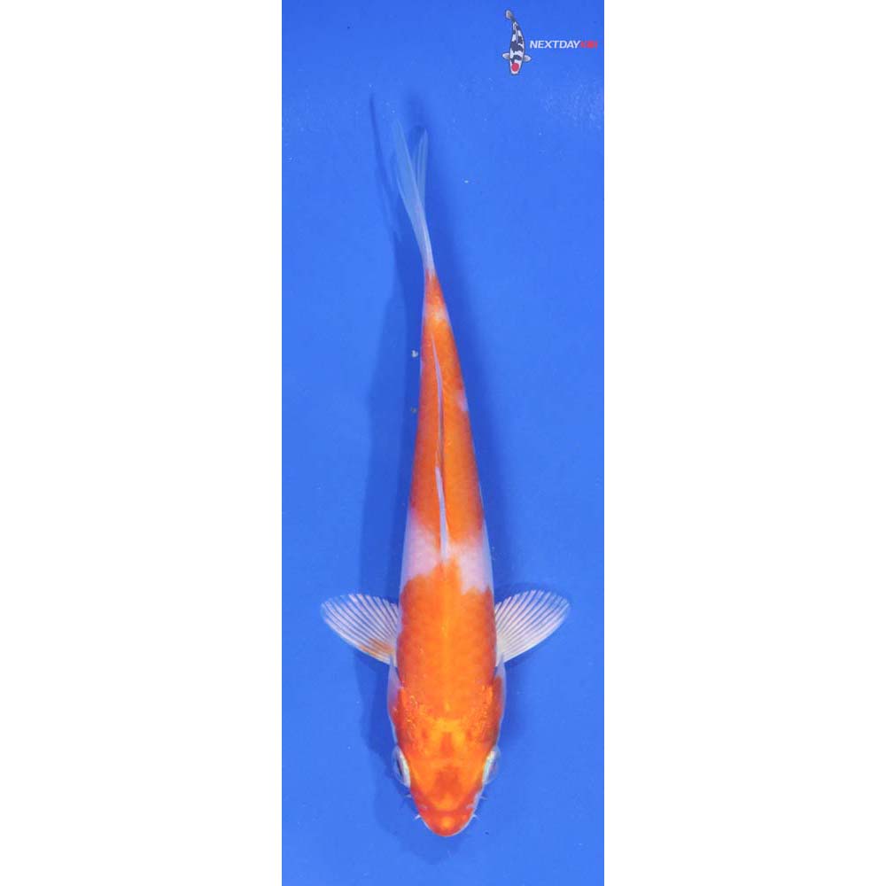 5” Imported Hariwake