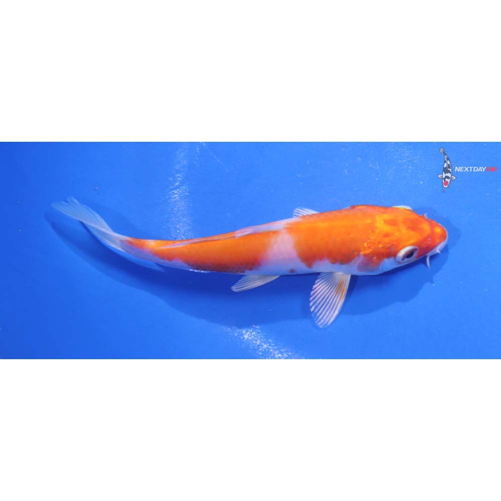5” Imported Hariwake
