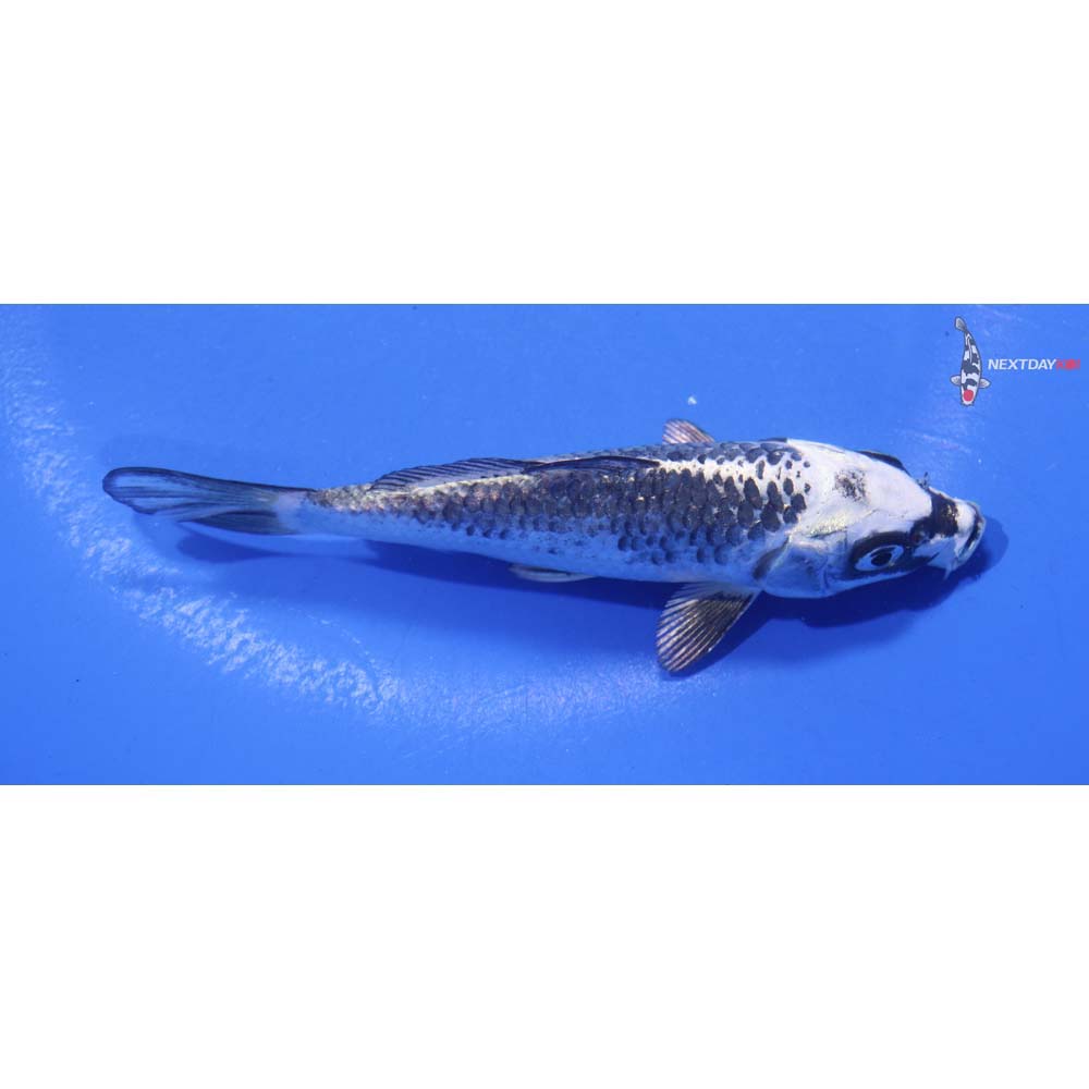 5” Imported Gin Matsuba