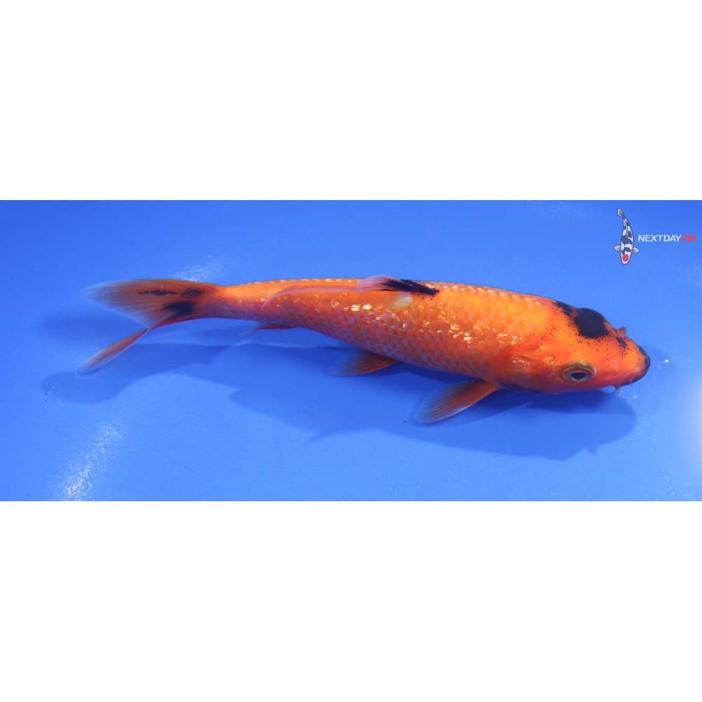 5.5” Imported Hi Utsuri