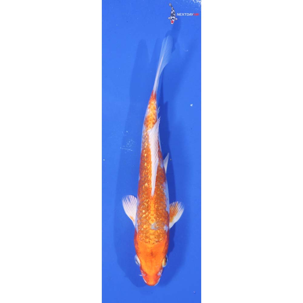 5.5” Imported Gin Rin Hariwake