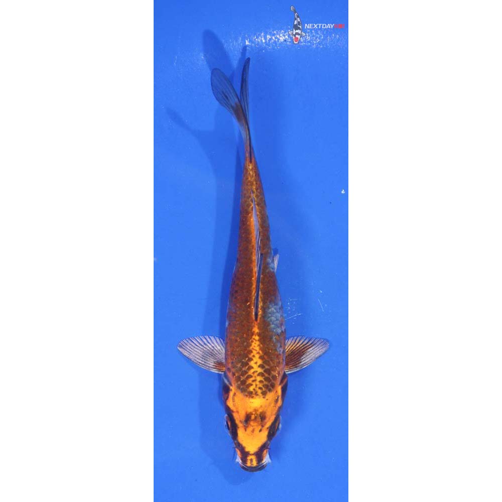 5.5” Imported Kujaku