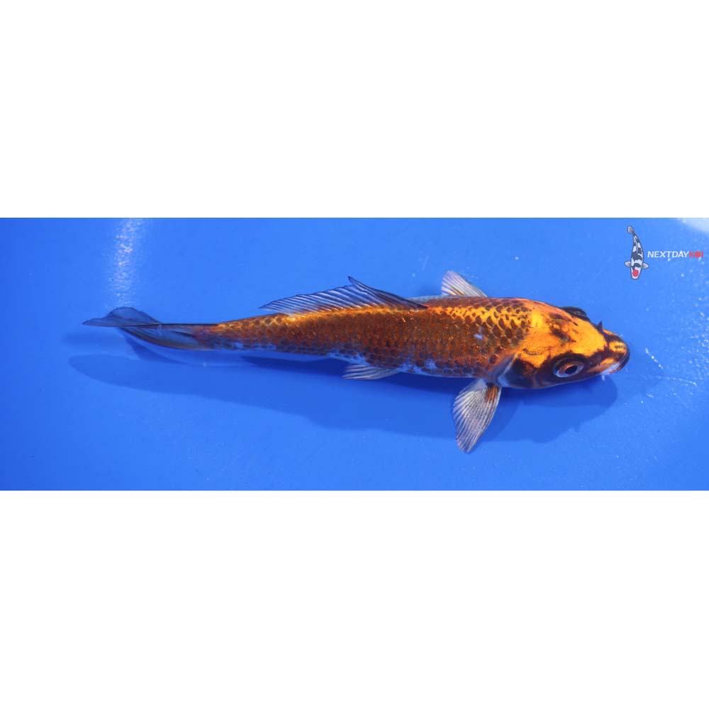 5.5” Imported Kujaku