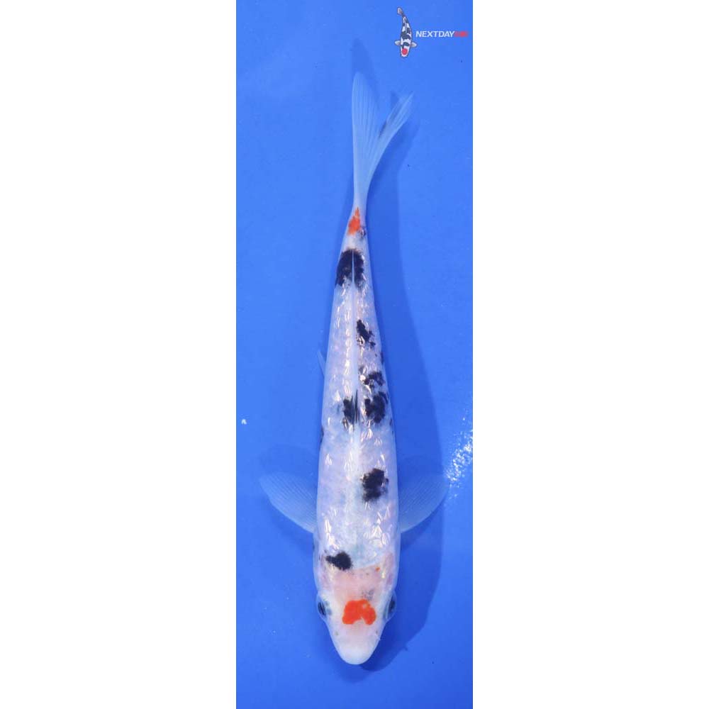 5.5” Imported Gin Rin Sanke
