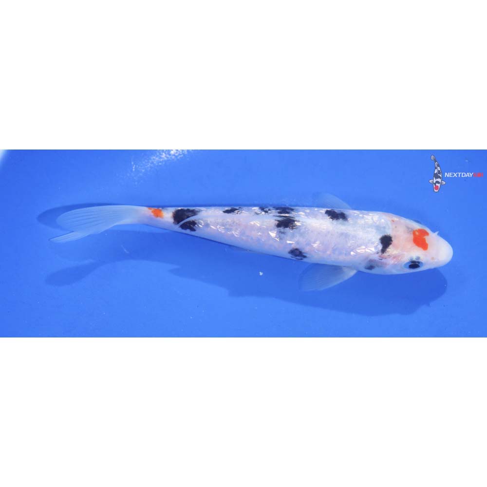 5.5” Imported Gin Rin Sanke