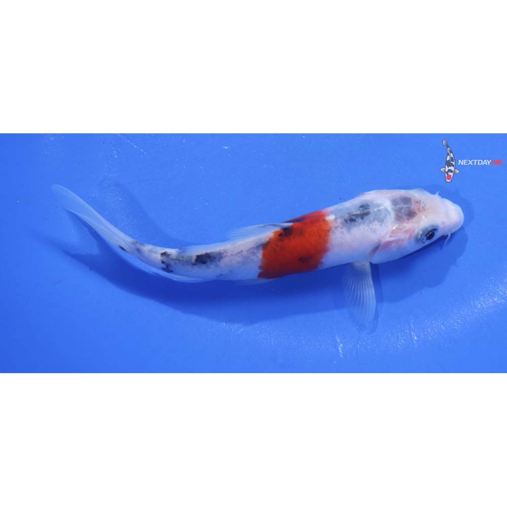 5.5” Imported Sanke