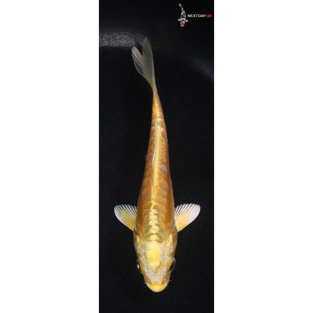 5” Imported Yamabuki Ogon